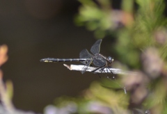 Phanogomphus spicatus