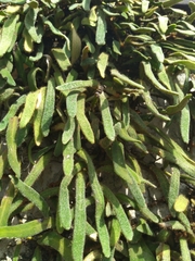 Pyrrosia linearifolia