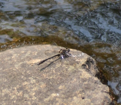 Phanogomphus spicatus