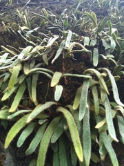 Pyrrosia linearifolia