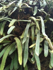 Pyrrosia linearifolia