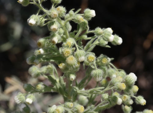 iNaturalist observation photo of Coulter's horseweed
