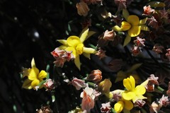 Jacksonia stackhousei