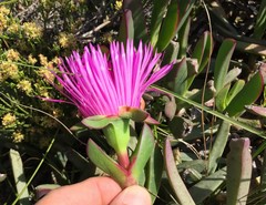 Carpobrotus quadrifidus