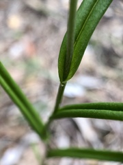 Pterostylis longifolia