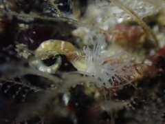 Ramex californiensis