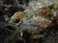 Ramex californiensis