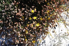 Jacksonia stackhousei