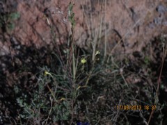 Odontites longiflorus