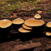 Crepidotus nephrodes - Photo (c) Reiner Richter, some rights reserved (CC BY-NC-SA), uploaded by Reiner Richter