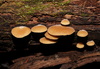 Crepidotus nephrodes - Photo (c) Reiner Richter, some rights reserved (CC BY-NC-SA), uploaded by Reiner Richter