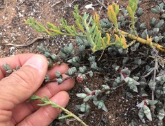 Antimima granitica