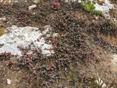 Antimima granitica
