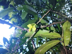 Goniothalamus griffithii