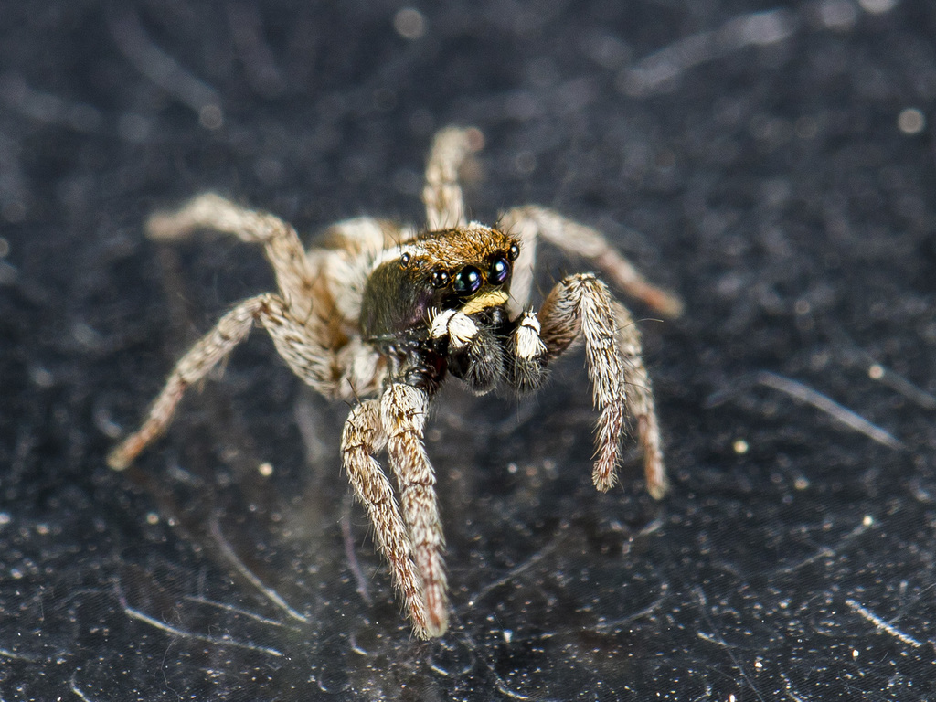 Phlegra andreevae