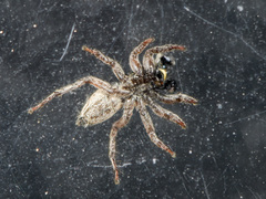 Phlegra andreevae