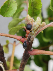 Tetraponera rufonigra