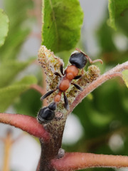 Tetraponera rufonigra