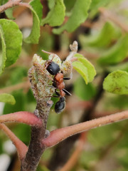 Tetraponera rufonigra