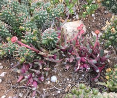 Cheiridopsis rostrata