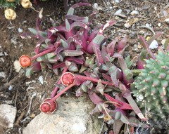 Cheiridopsis rostrata