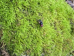 Hydrotaea chalcogaster