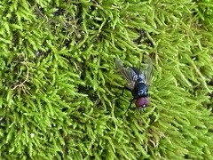 Hydrotaea chalcogaster