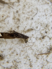 Triplectides dolichos