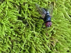 Hydrotaea chalcogaster