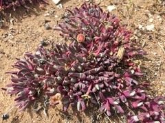 Cheiridopsis rostrata