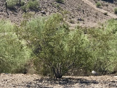 Larrea tridentata