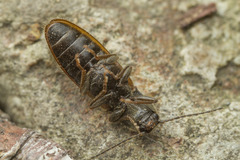 Hemicrepidius pallidipennis
