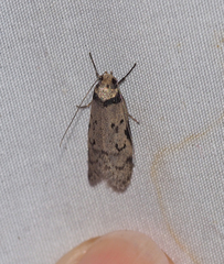 Philobota orescoa