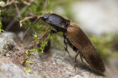 Hemicrepidius pallidipennis