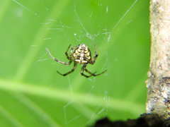 Araneus pegnia