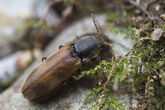 Hemicrepidius pallidipennis
