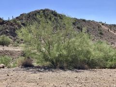 Parkinsonia microphylla