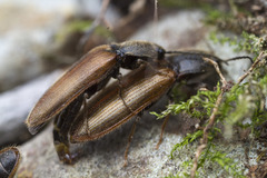 Hemicrepidius pallidipennis