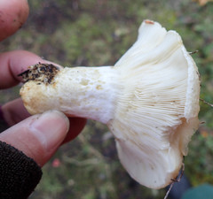 Lactarius resimus