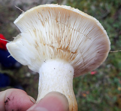 Lactarius resimus
