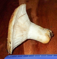 Lactarius resimus