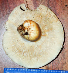 Lactarius resimus