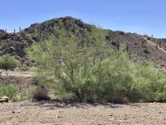 Parkinsonia microphylla