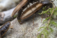 Hemicrepidius pallidipennis