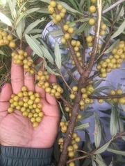 Hippophae salicifolia