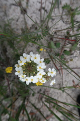 Manulea corymbosa
