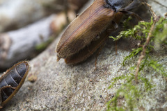 Hemicrepidius pallidipennis