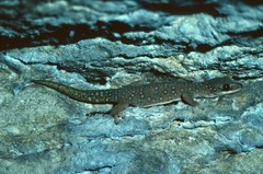 Oedura tryoni