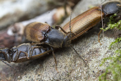 Hemicrepidius pallidipennis