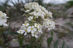 Manulea corymbosa